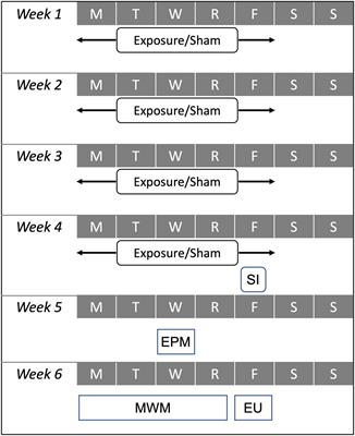 A Preclinical Rodent Model for Repetitive Subconcussive Head Impact Exposure in Contact Sport Athletes